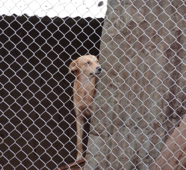 Perritos en albergue